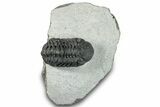 Bargain, Austerops Trilobite - Ofaten, Morocco #287540-5